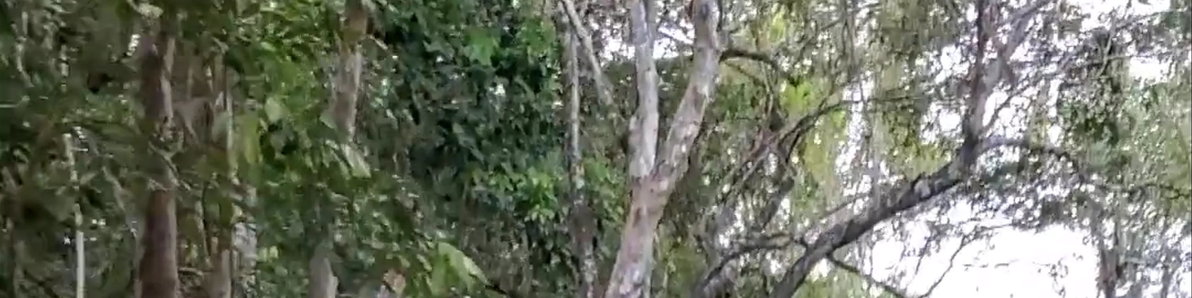 Selva Maya Eco Adventure