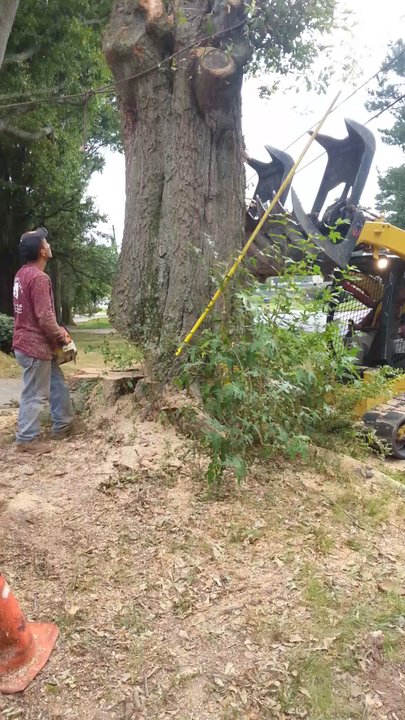Su-Tree Service - Tree Services Near Me - Alpharetta, Georgia