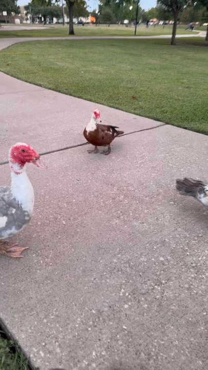 Eldridge Park - Parks Near Me - Sugar Land, Texas