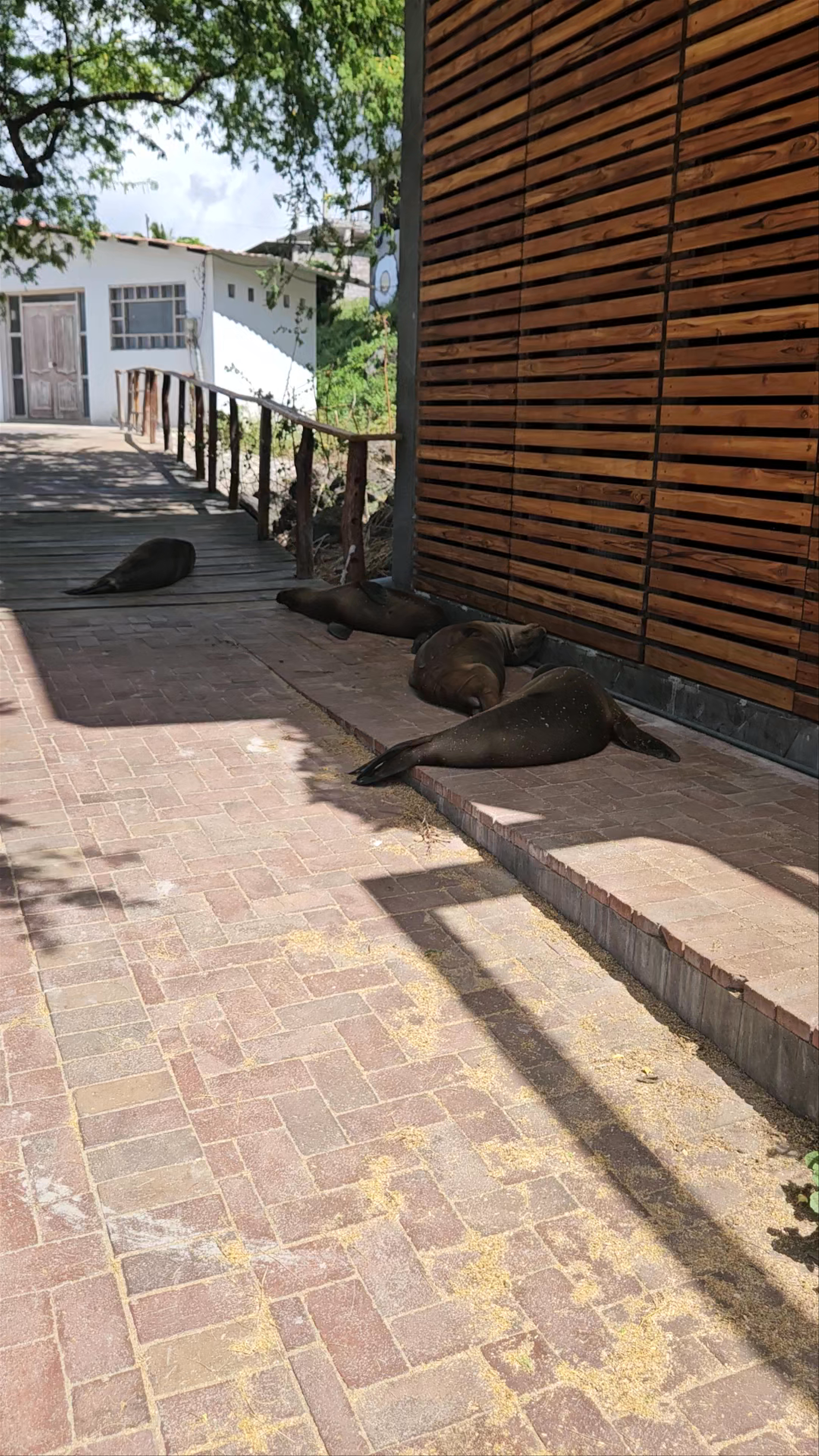 Letras de Isla San Cristóbal SCY - Galápagos