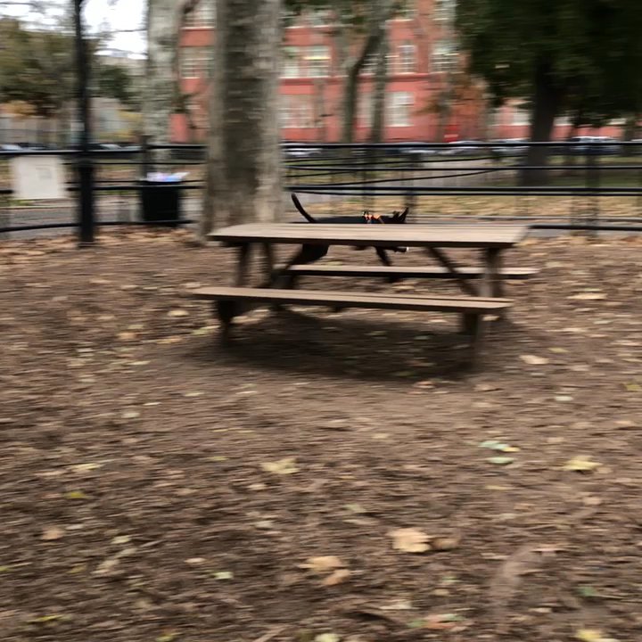 Msgr McGolrick Park - Big dog park! - Dog Parks Near Me - Brooklyn, New York