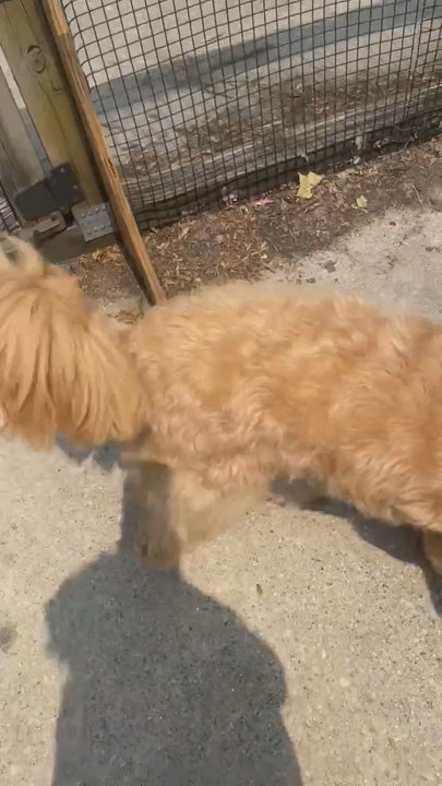 Jackson Bark - Peace Out! Message me when it's back up to par ‍ - Dog Parks Near Me - Chicago, Illinois