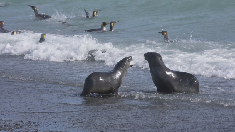 Antarctic Fur Seals and King Penguins on Saint Georgia Island poster