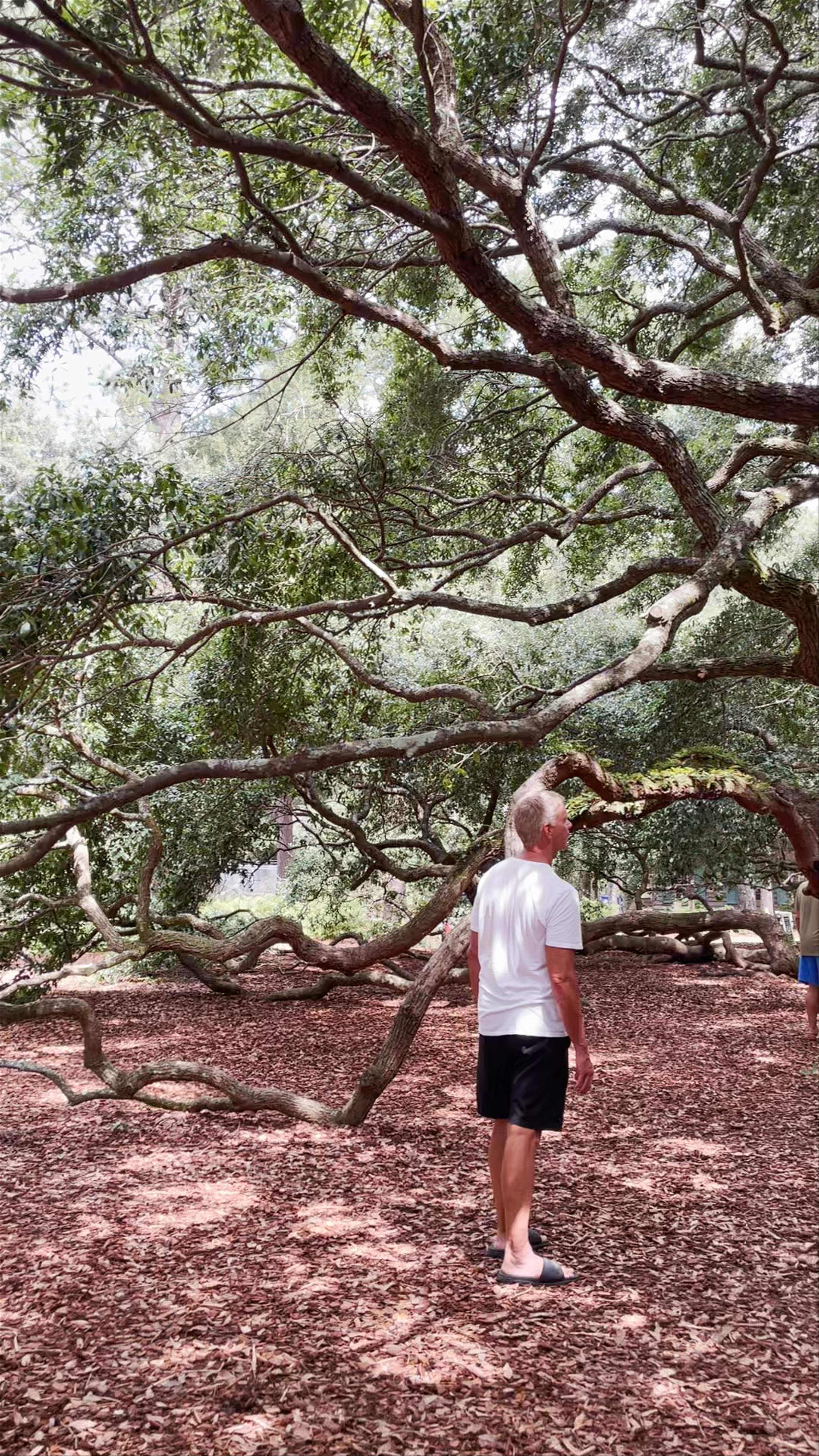 Angel Oak Tree: Nature's Majestic Giant on Johns Island