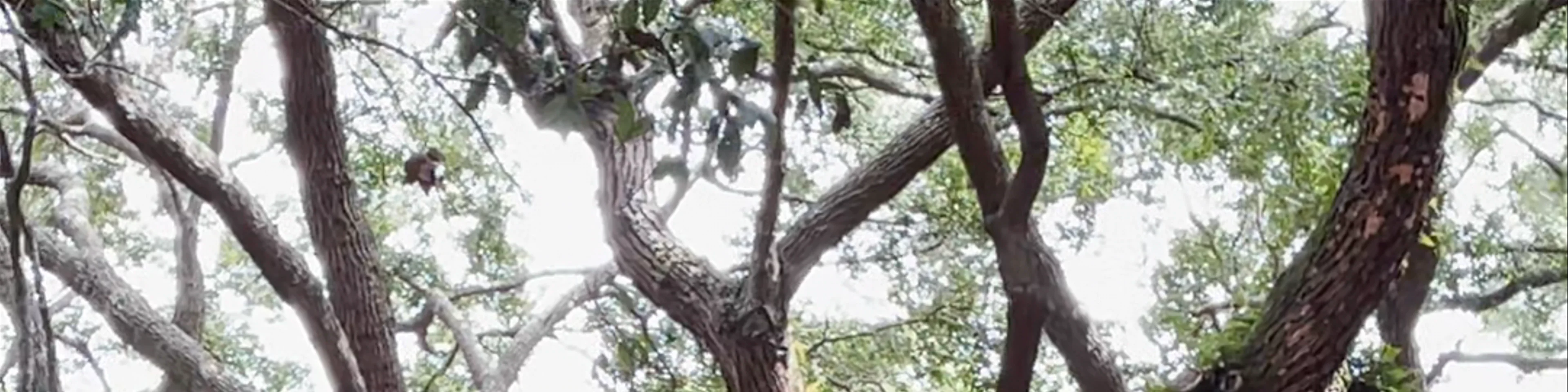 Angel Oak Tree