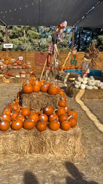 Perry’s Market - Awesome pumpkin patch ! - Fruits & Veggies Near Me - Manteca, California