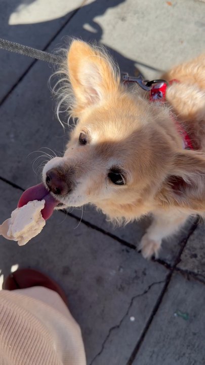 iScream - vanilla ice cream sample for the pooch - Ice Cream & Frozen Yogurt Near Me - Berkeley, California