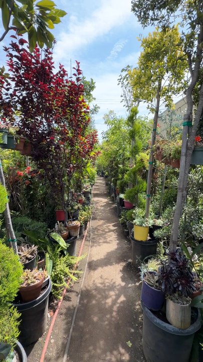 Gonzalez Nursery - Everything is healthy and thriving. - Nurseries & Gardening Near Me - Monrovia, California