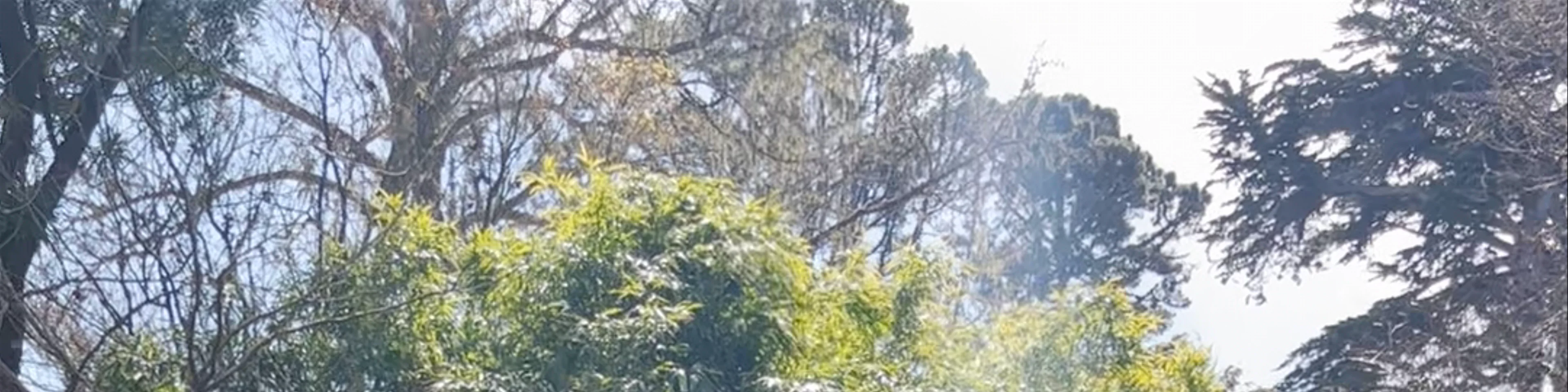 Jardín japonés Hagiwara de San Francisco