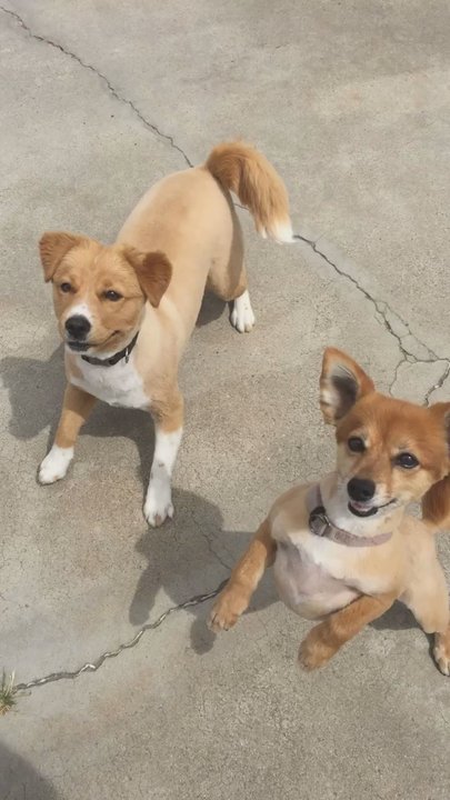 All-Paws Grooming - My 3 dogs all cleaned up! Thanks All Paws!! - Pet Groomers Near Me - Bakersfield, California