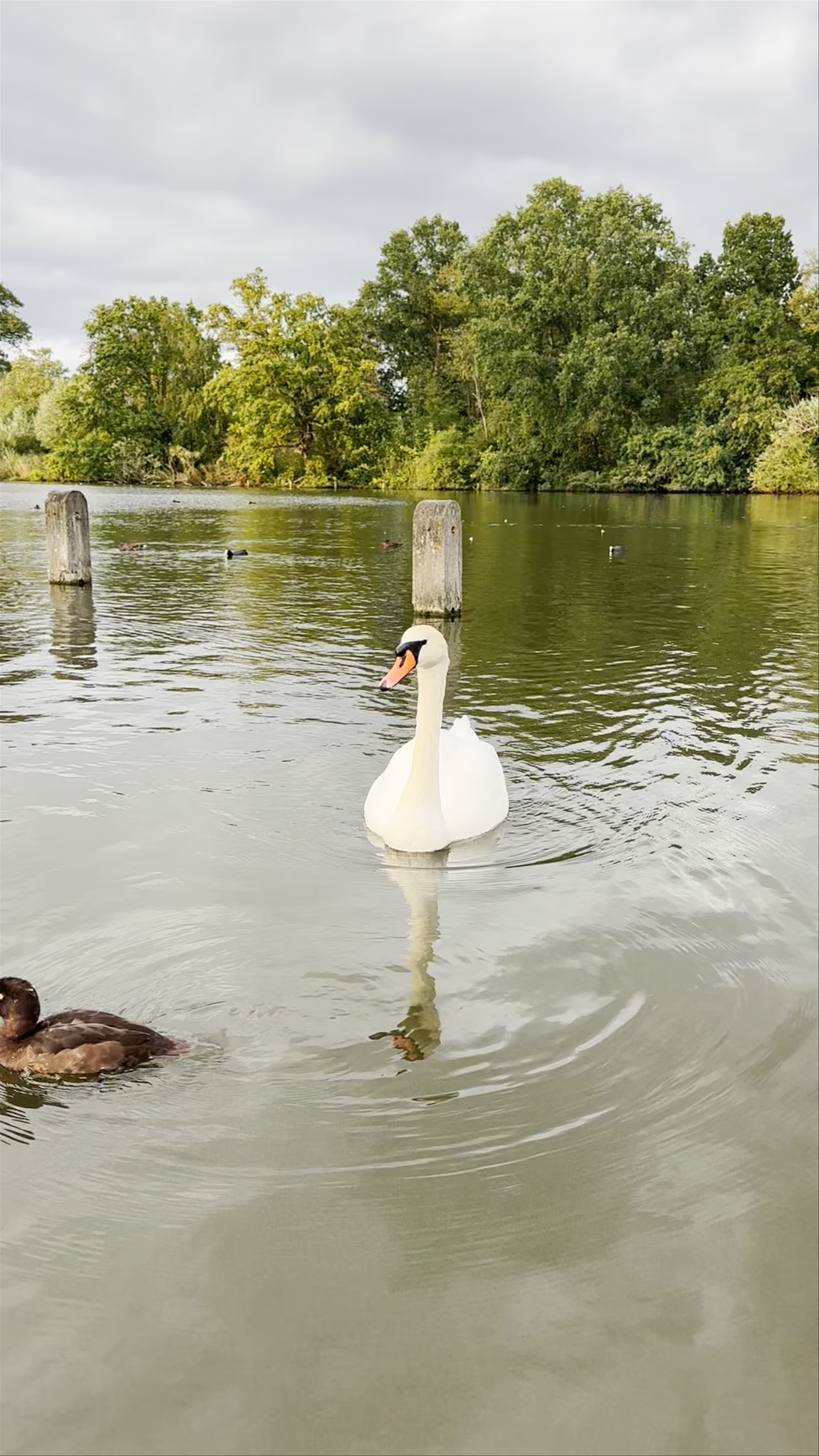 The Serpentine