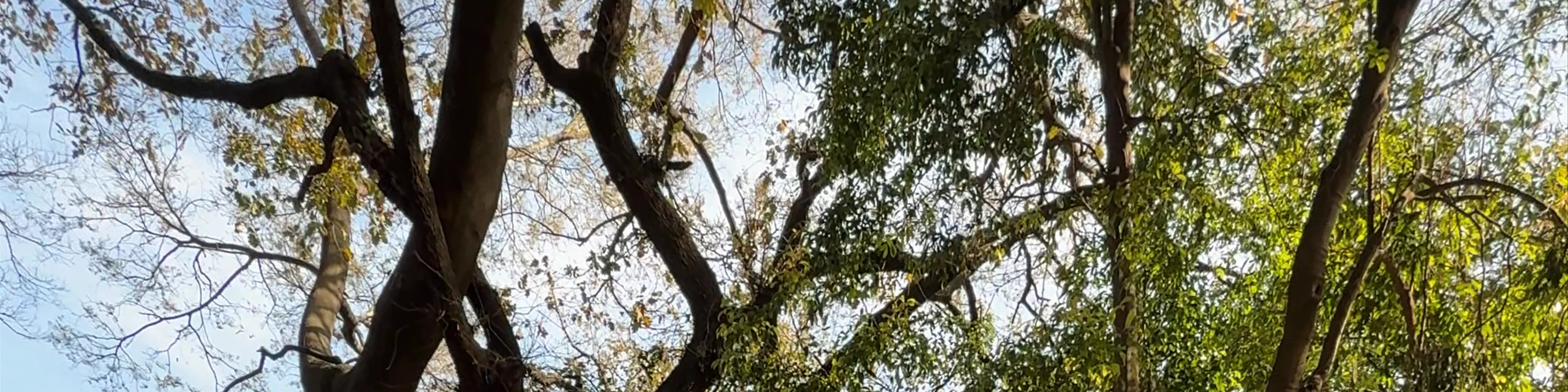 Orto Botanico di Palermo