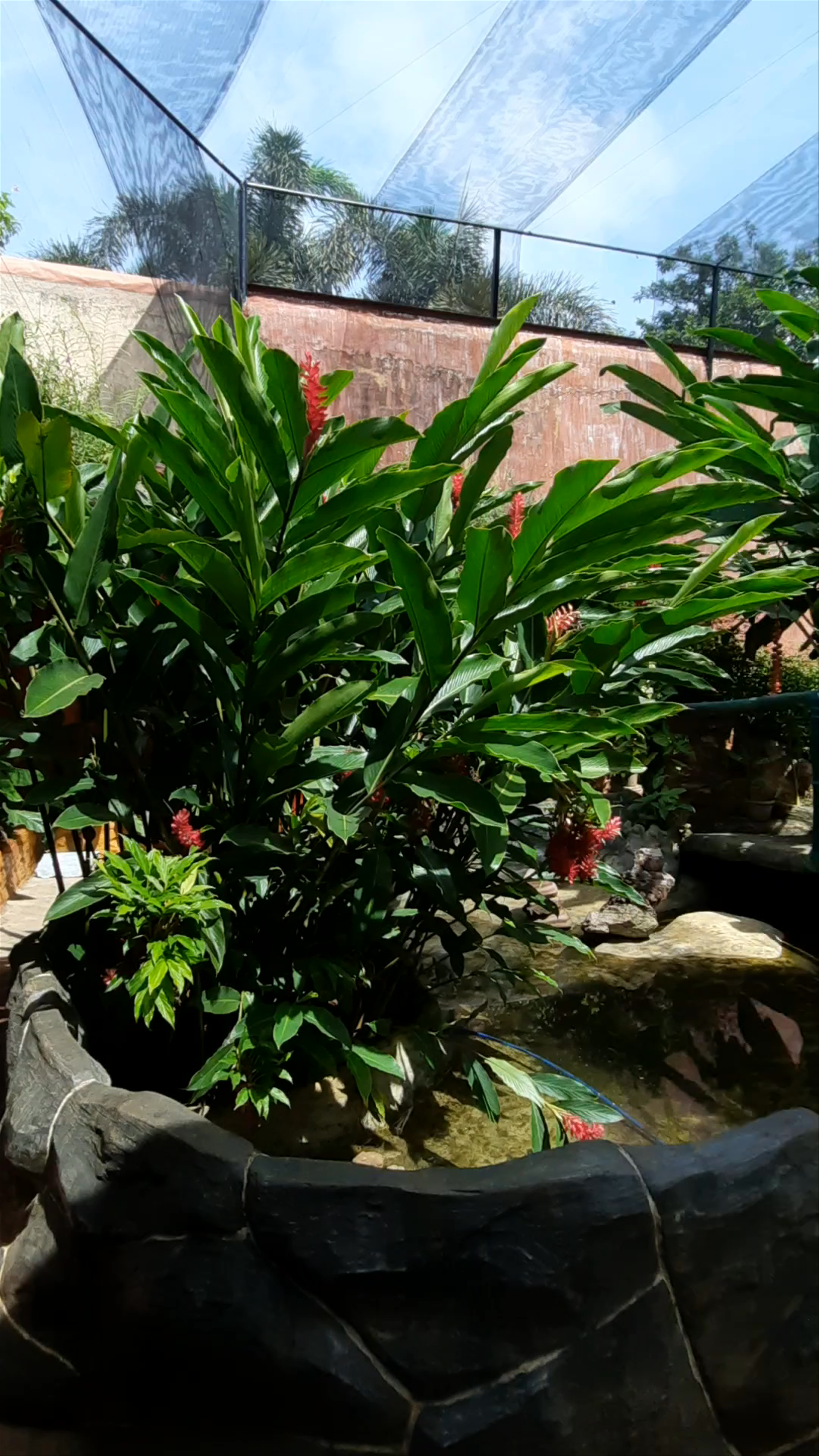 Butterfly Eco Garden: Tropical Serenity in Puerto Princesa, Palawan