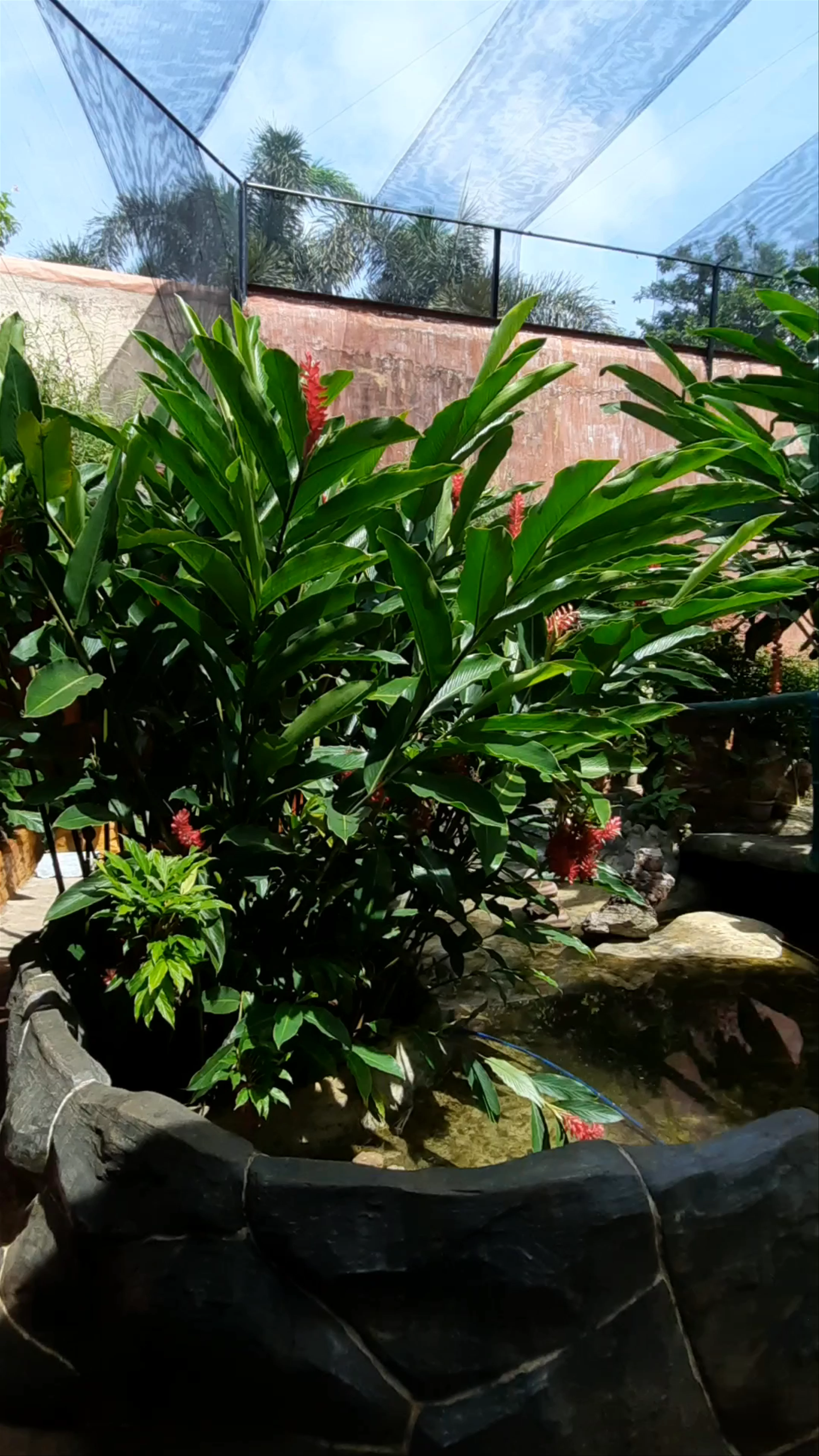 Butterfly Eco Garden