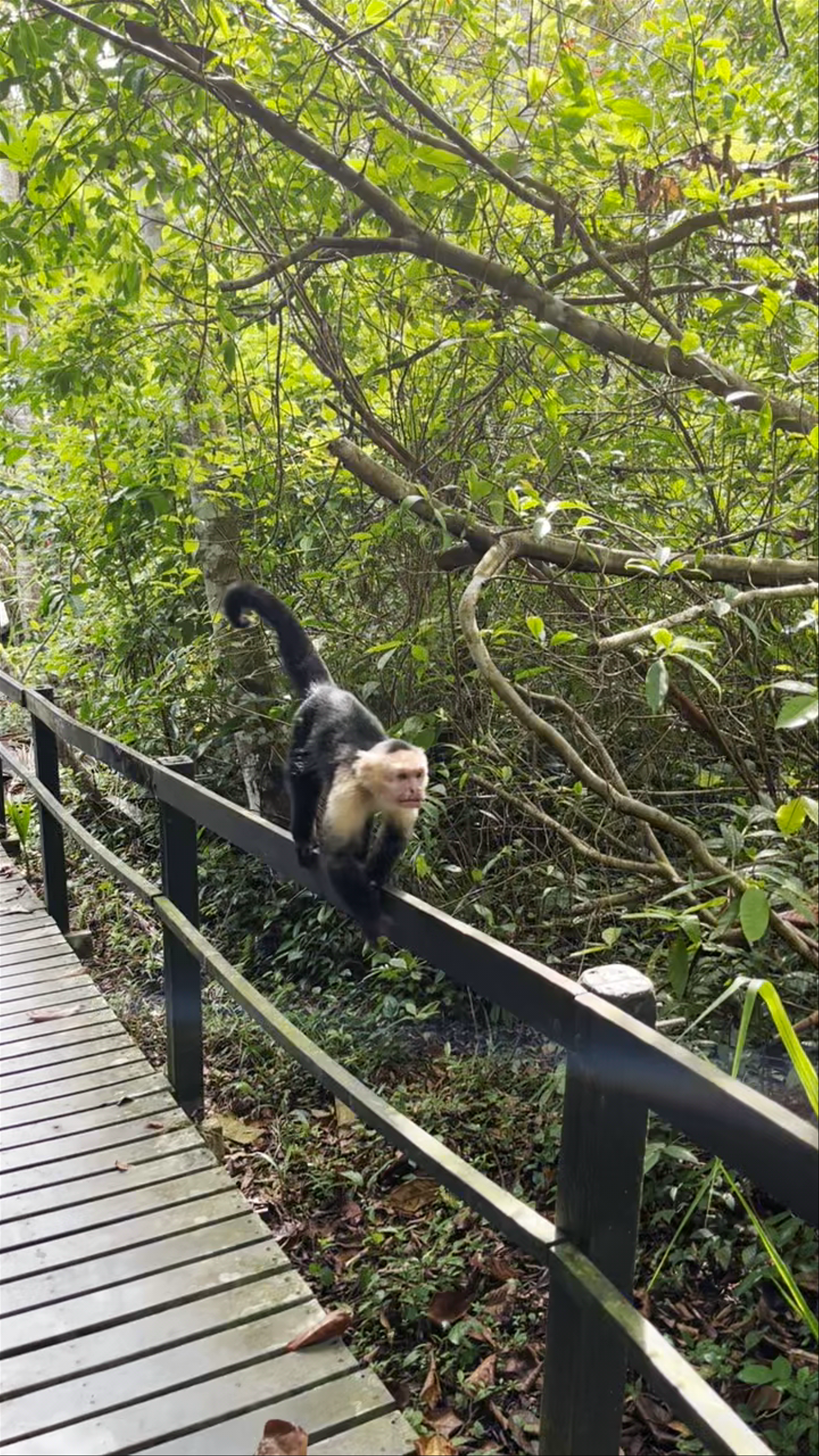 Parque Nacional Cahuita