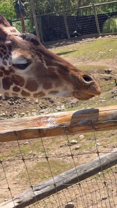 Safari West - Zoos Near Me - Santa Rosa, California