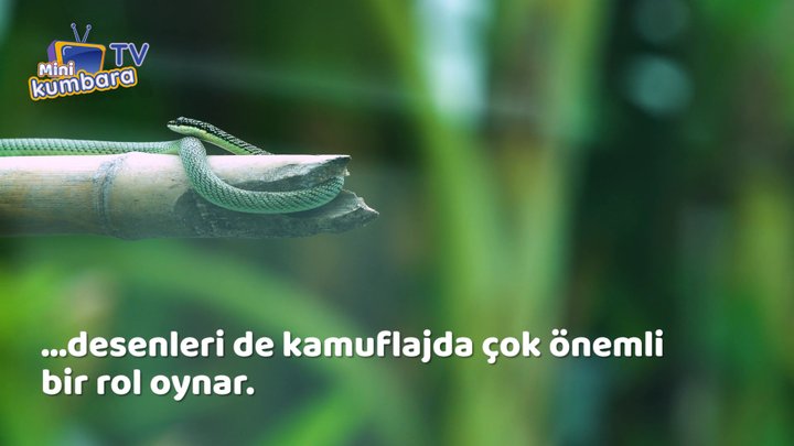 thumbnail Kamuflajın Ustaları