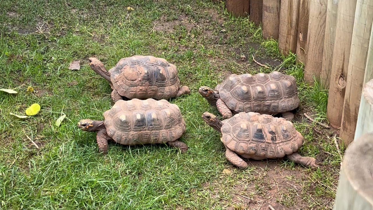 Reptile Gardens - Botanical Gardens Near Me - Rapid City, South Dakota