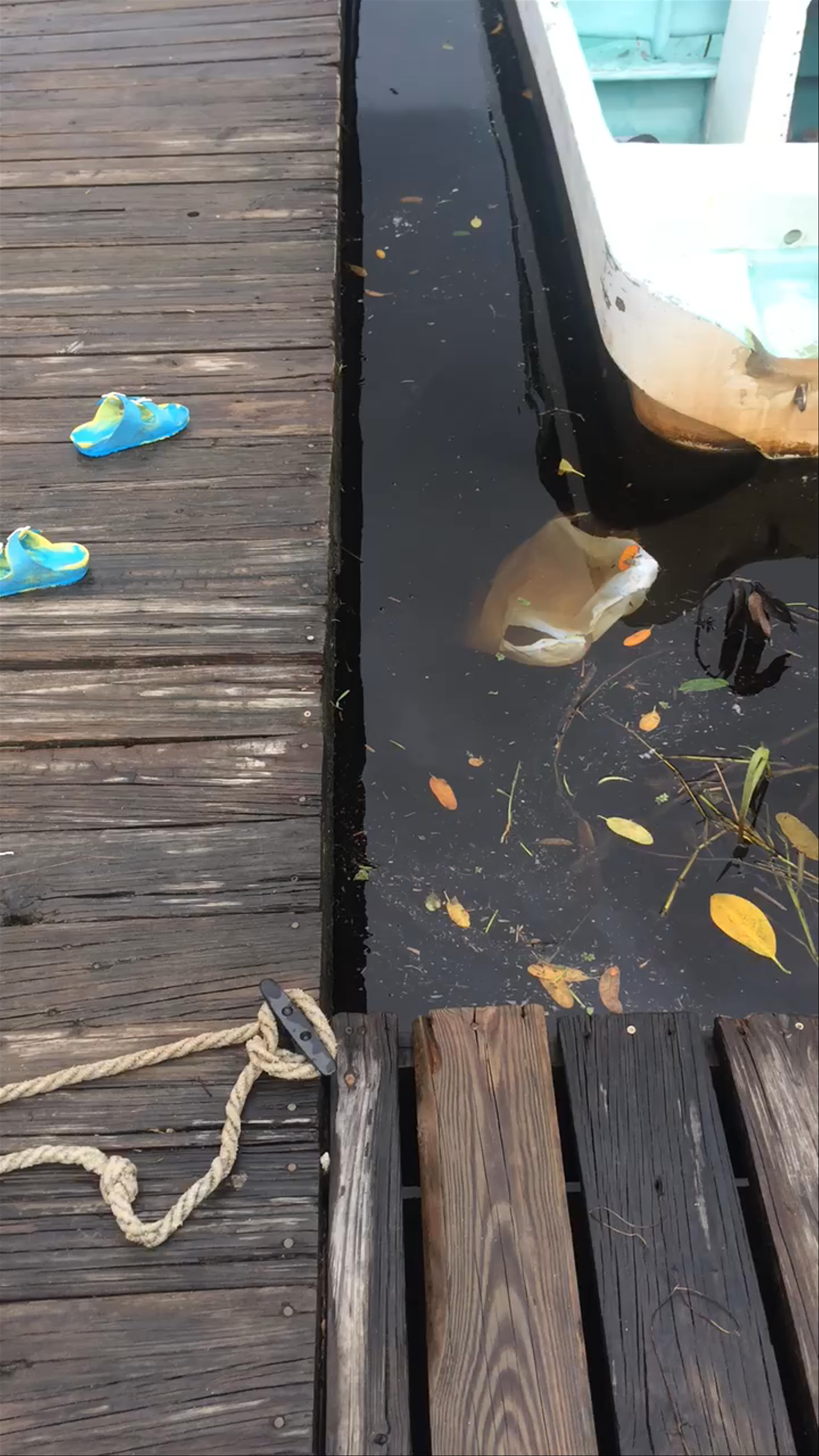 Ocean Motion Tours 🇧🇿