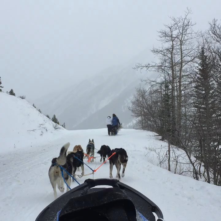 Howling Dog Tours - Tours Near Me