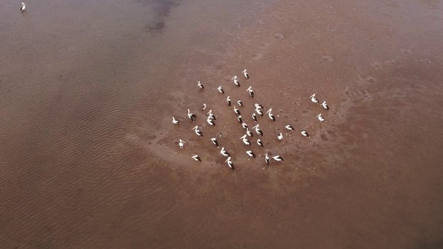 A group of pelicans near water