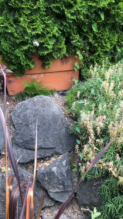 Aggressive Pest Control - Bee Carful,  ground hives are very active right now. - Pest Control Near Me - Kent, Washington