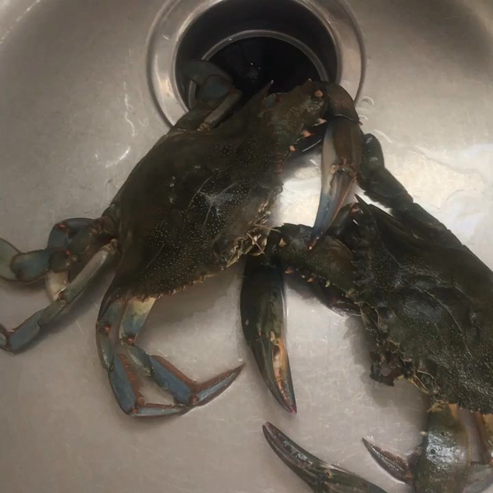 Seafood Center - Taking them out of the box without a fight is a sure sign they're DEAD - Seafood Near Me - Jacksonville, North Carolina
