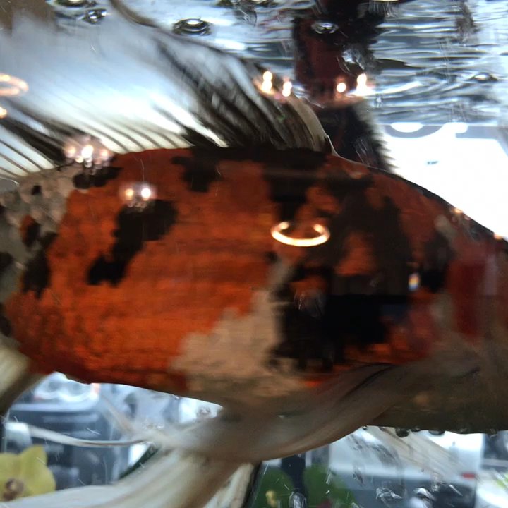 Pho Asia Noodle House - 6 of them swimming in the tank - Vietnamese Near Me - Everett, Washington