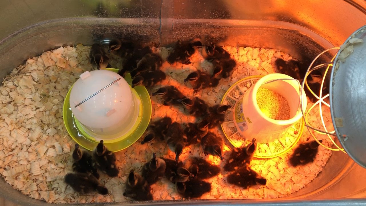 Tractor Supply - Ducklings! - Department Stores Near Me - Hillsborough, New Jersey