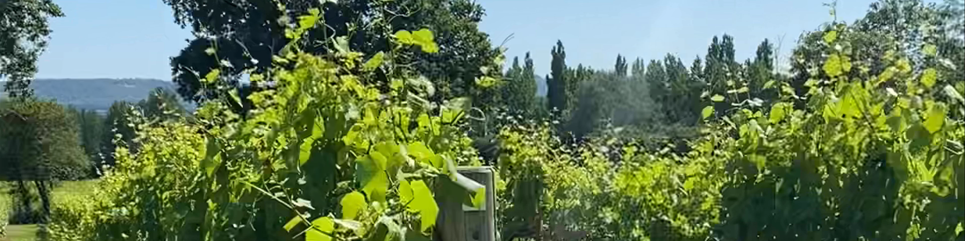 Nutbourne Vineyards