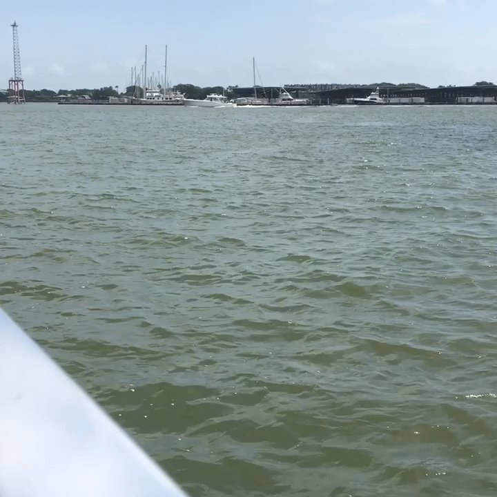 Galveston Water Adventures - Dolphins - Boat Charters Near Me - Galveston, Texas