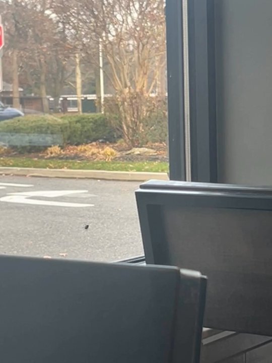 Sonic Drive-In - Big flys all over - Burgers Near Me - East Meadow, New York