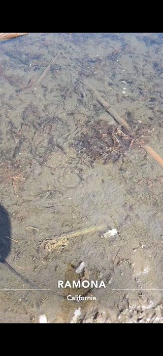 Dos Picos County Park - October '24 some little fish at the surface. - Parks Near Me - Ramona, California