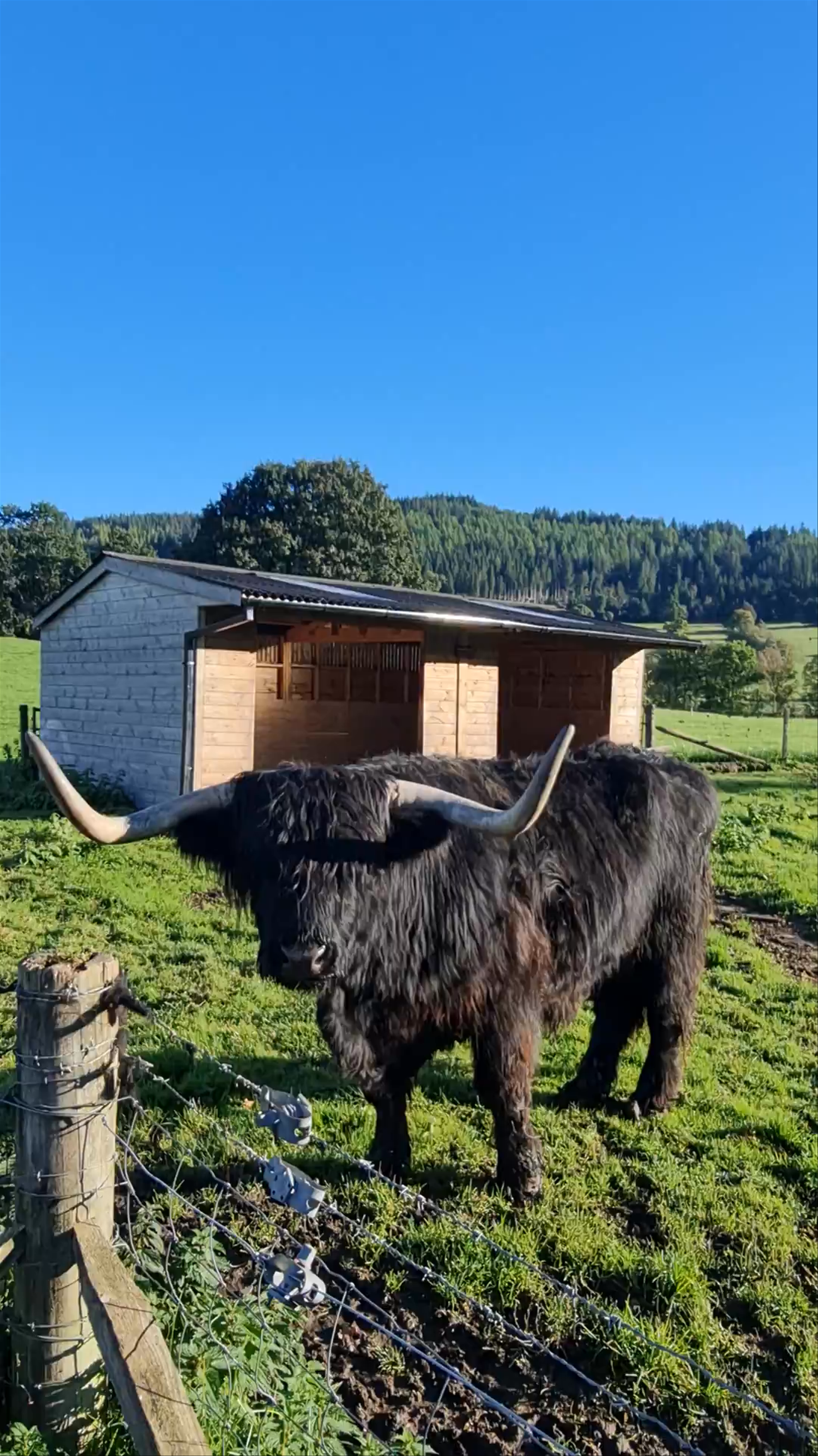 Encounter a Highland Cattle in the Scottish Highlands near Fort Augustus