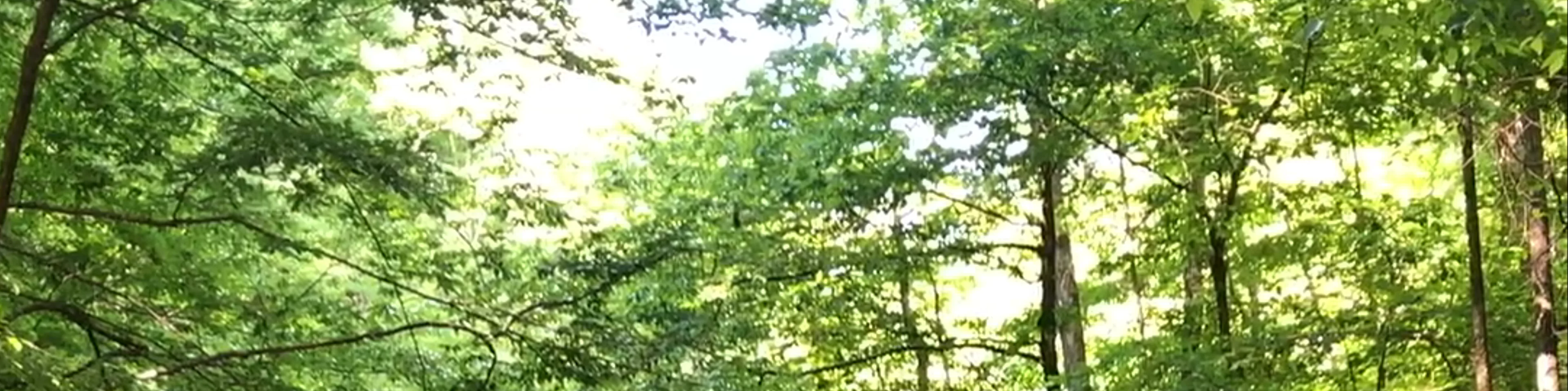 Beaman Park