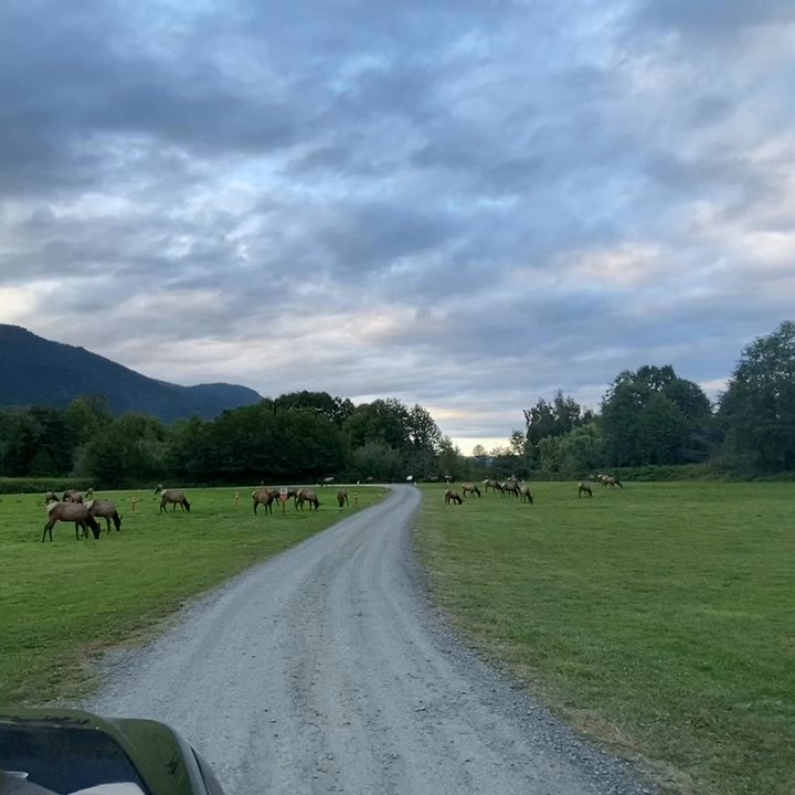 Dosewallips State Park - Wildlife in the park - Parks Near Me - Brinnon, Washington