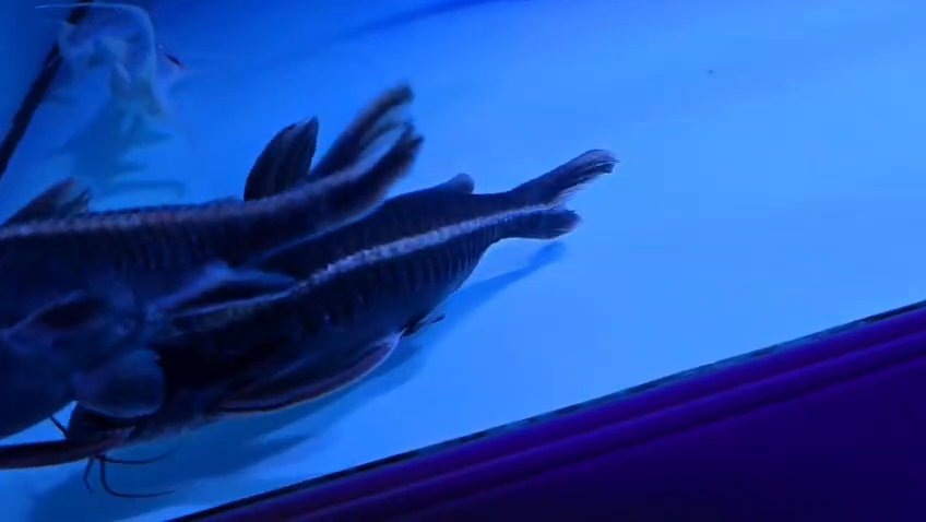 Striped raphael catfish