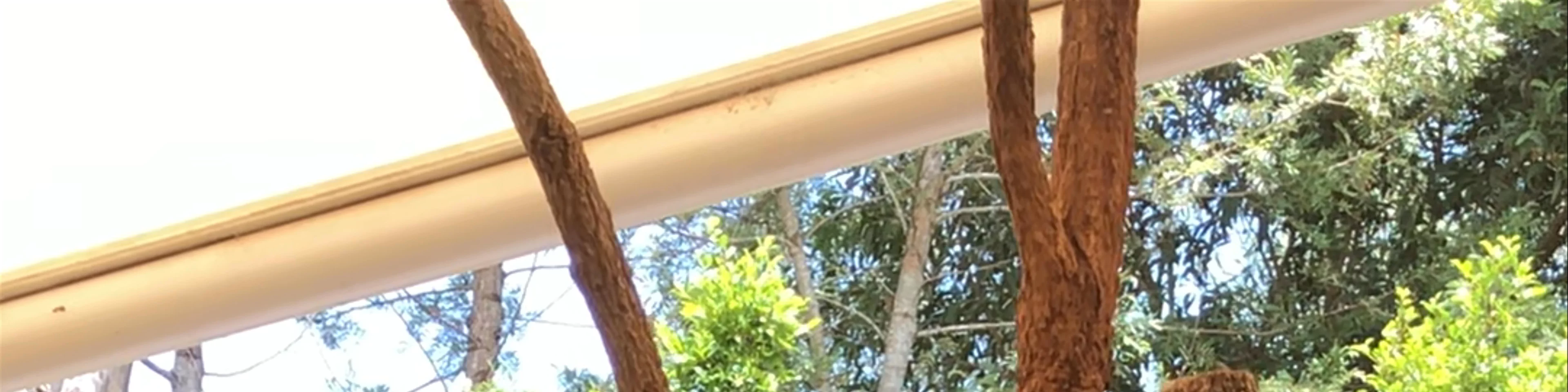 Lone Pine Koala Sanctuary