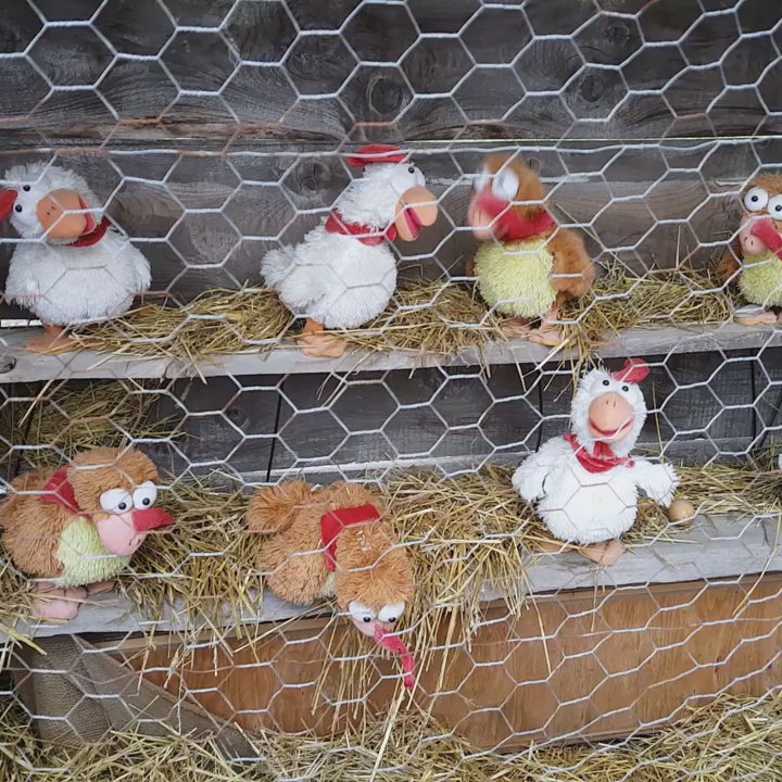 Berryview Farms - Real chickens - Farmers Market Near Me - Caledon, Ontario