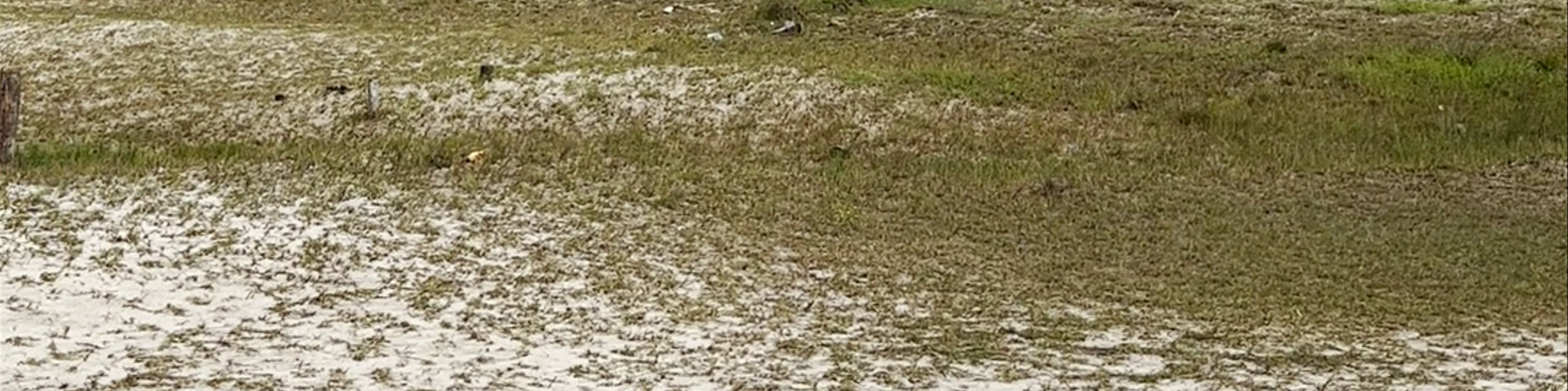Árvore da Pregüiça