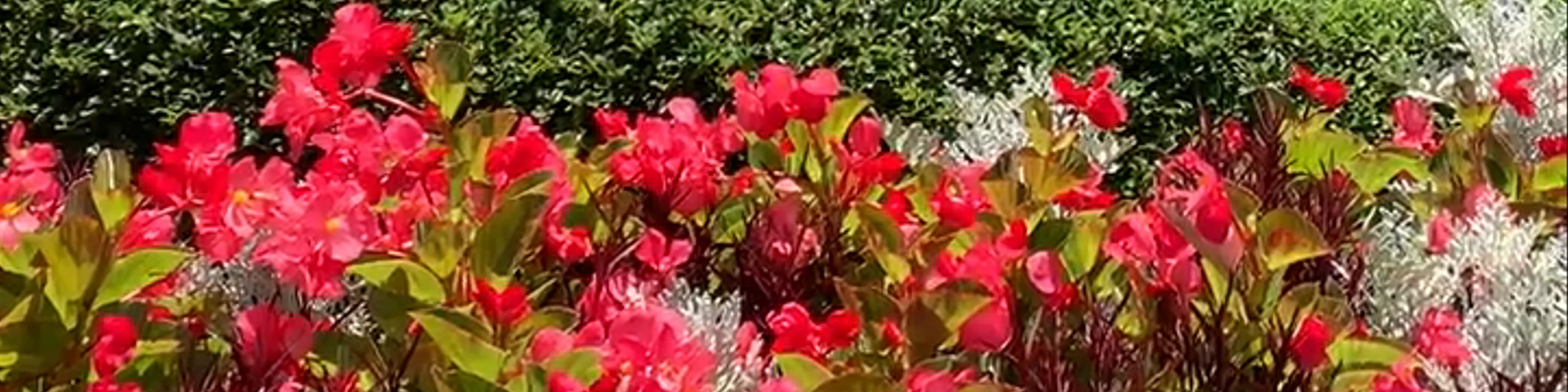 Butchart Gardens