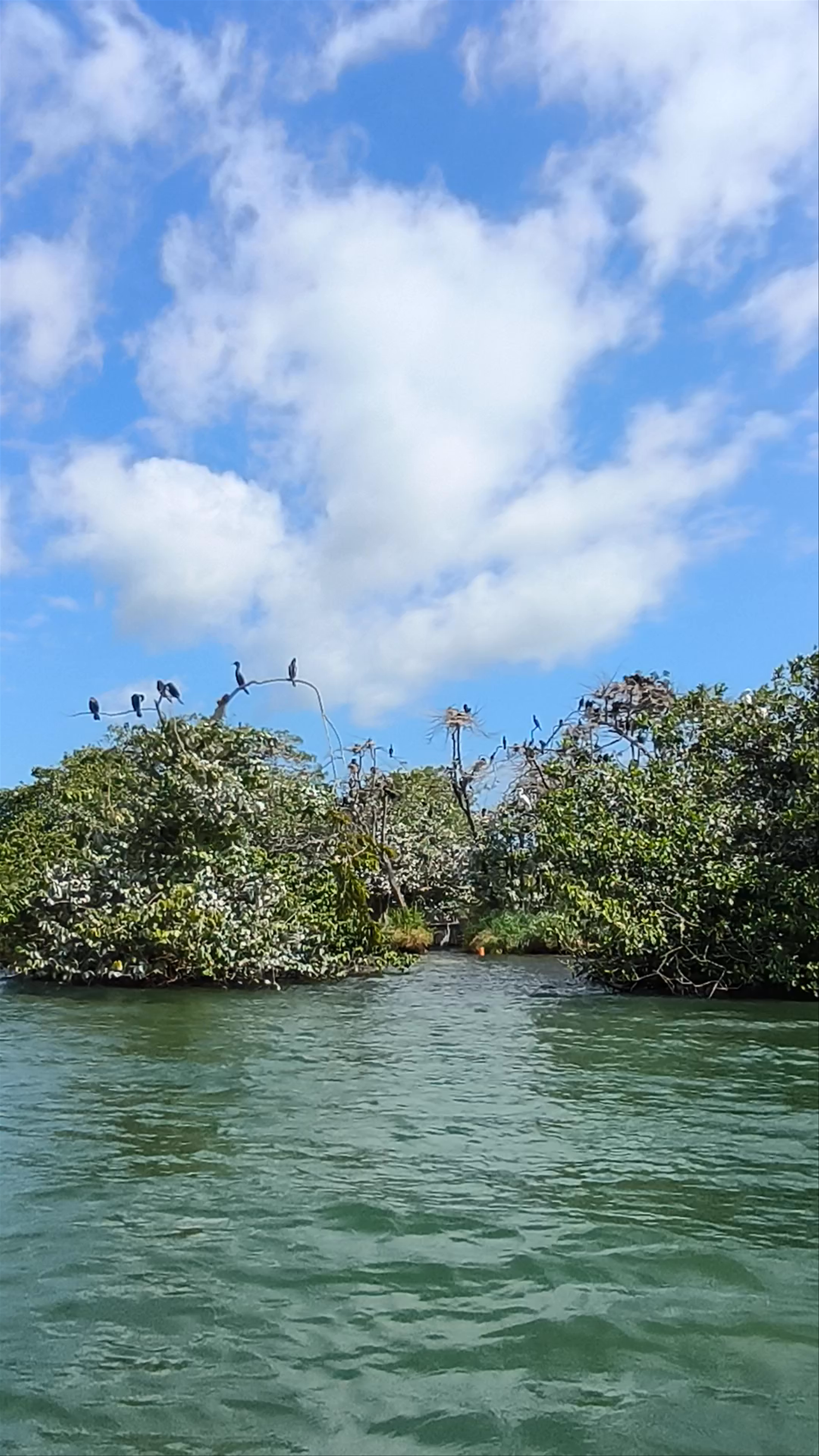 Cayo Palomo (Isla de pájaros)