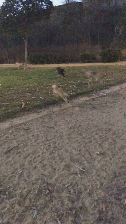 College Park - Dogs having a great time - Dog Parks Near Me - Oxnard, California