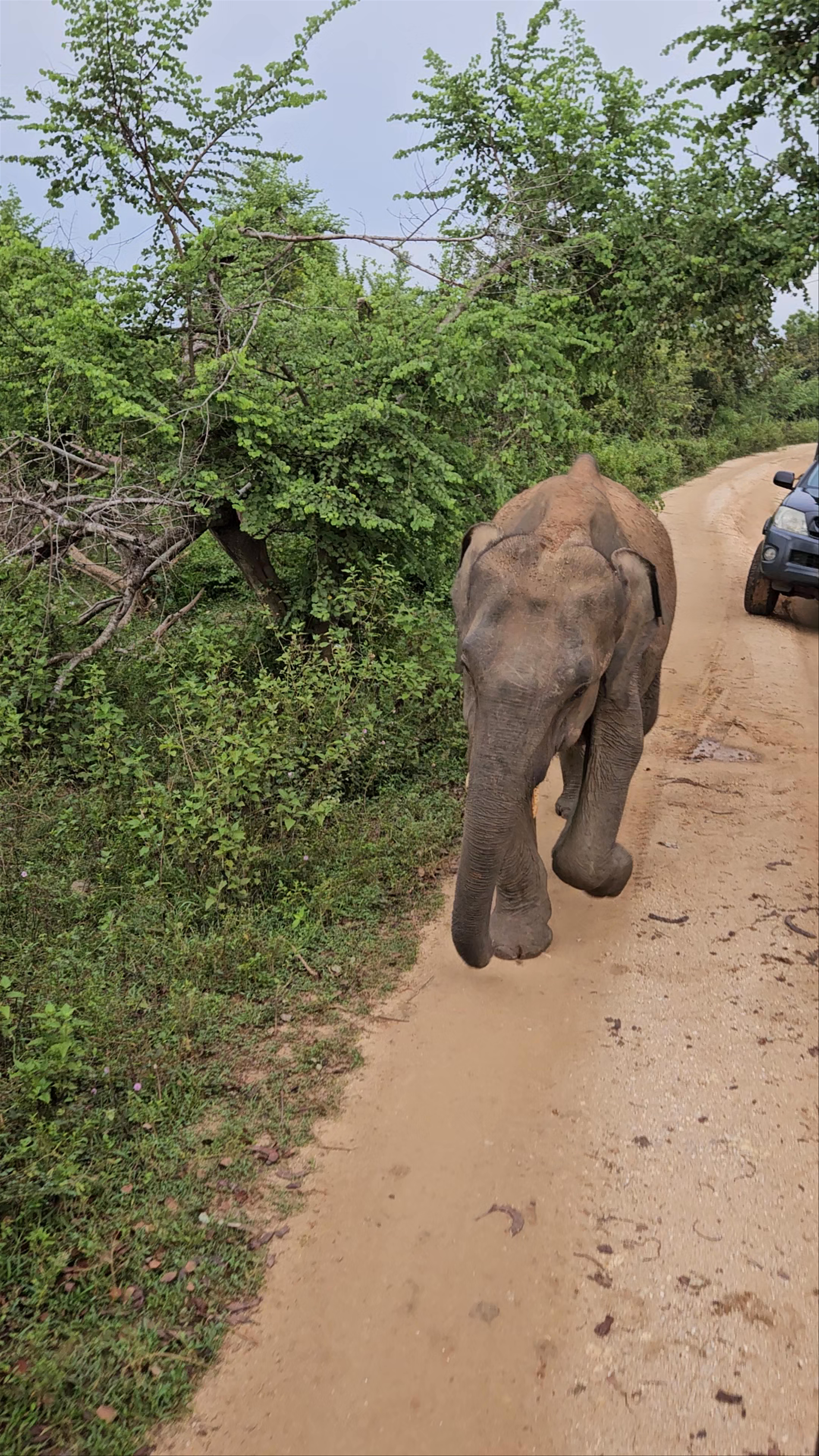 Udawalawe National Park