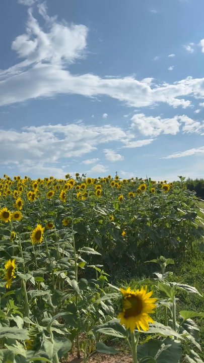 Fisher’s Orchard - Just admiring the beautiful sunflowers - Pick Your Own Farms Near Me - Greer, South Carolina