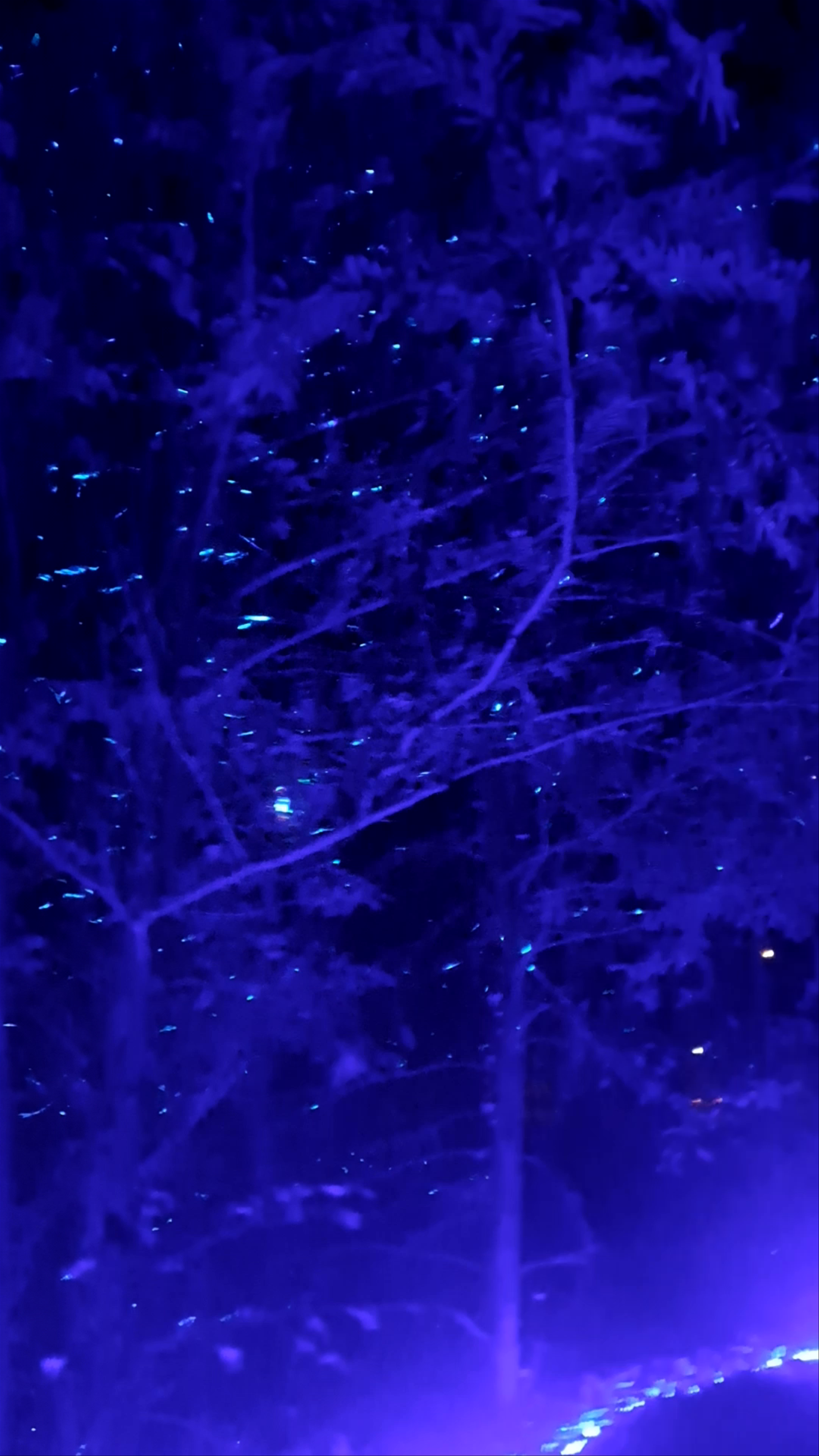 Enchanted Night at Lumina Park Poznań: A Magical Light and Nature Experience
