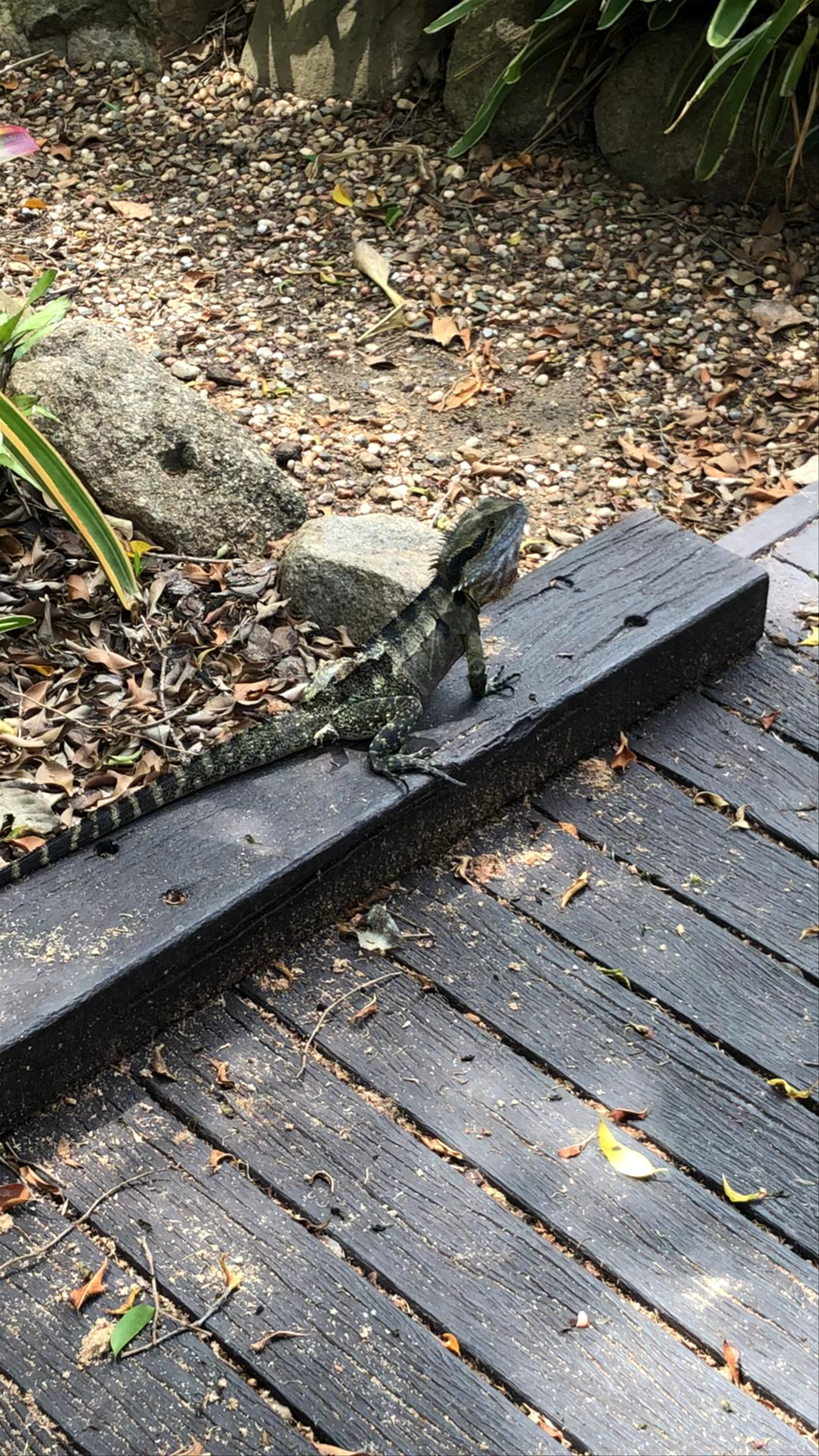 Wild Water Dragon at Roma Street Parkland, Brisbane