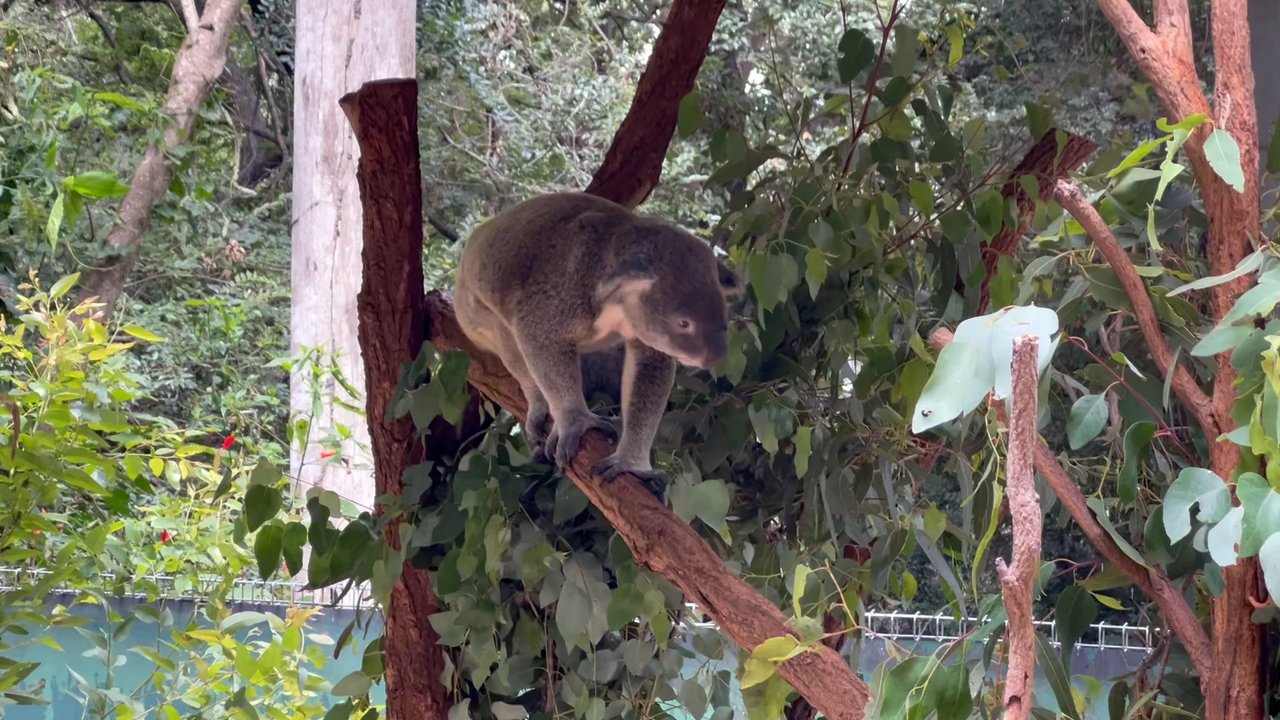 Lone Pine Koala Sanctuary - Koala at feeding time - Zoos Near Me - Fig Tree Pocket, QLD