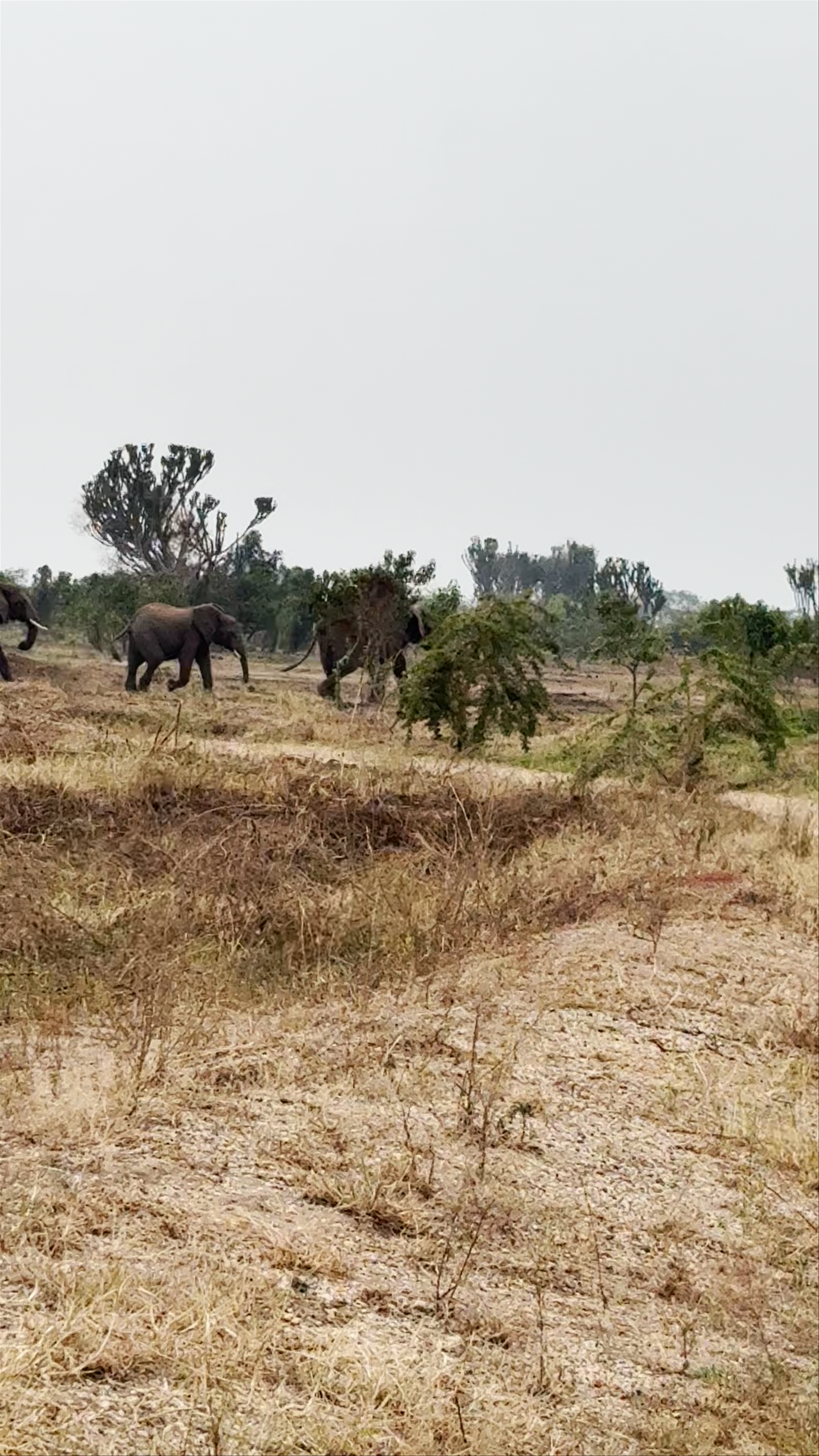 Queen Elizabeth national park