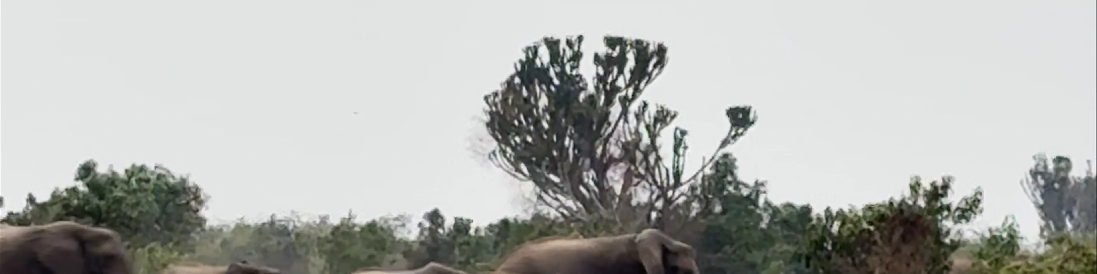 Queen Elizabeth national park